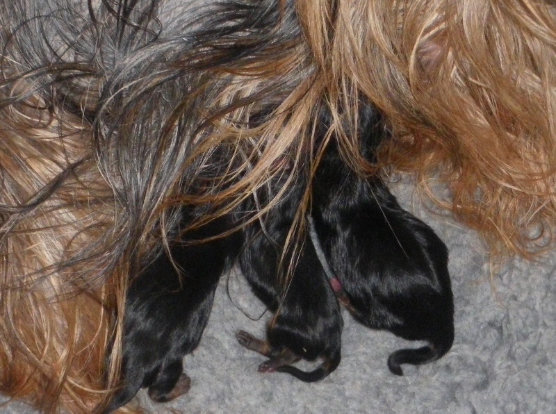 De la Bergerie du Coteau - Yorkshire Terrier - Portée née le 01/06/2011
