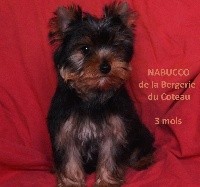 NABUCCO