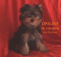 OPALINE