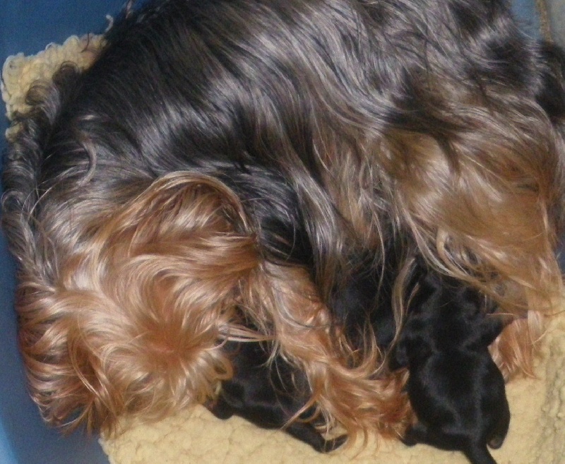 De la Bergerie du Coteau - Yorkshire Terrier - Portée née le 14/01/2010