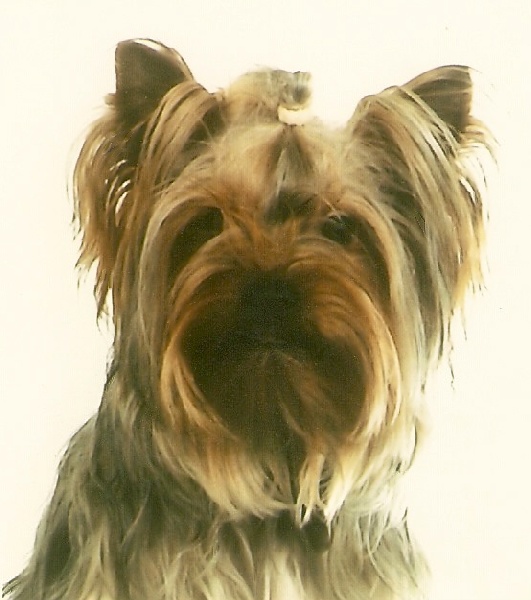 Celestin De la Bergerie du Coteau