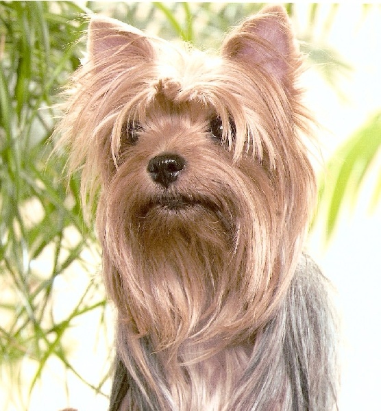 Tifanny De la Bergerie du Coteau