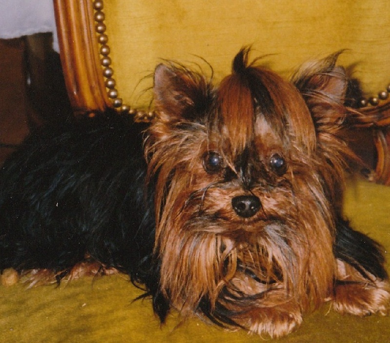 Figaro De la Bergerie du Coteau