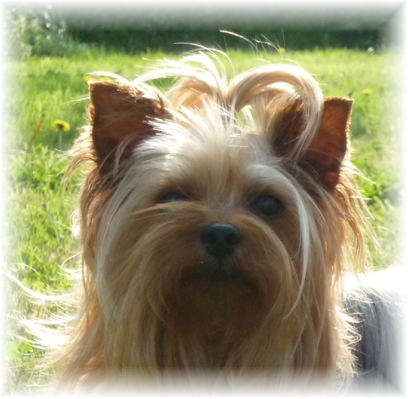 Akita De la Bergerie du Coteau