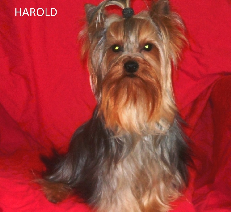Harold De la Bergerie du Coteau