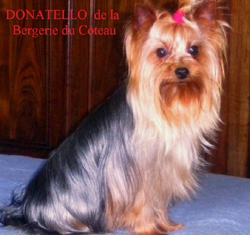 Donatello De la Bergerie du Coteau