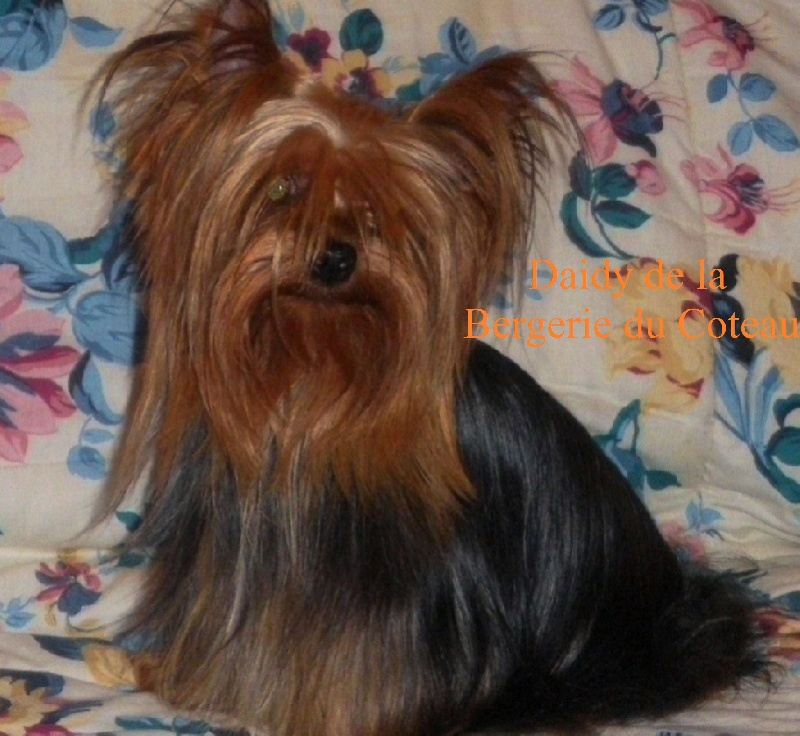 Daisy De la Bergerie du Coteau