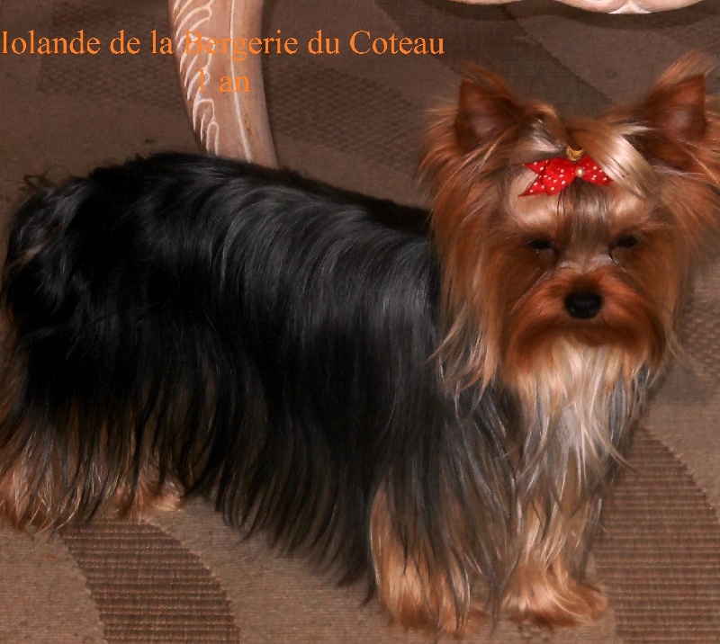 Iolande De la Bergerie du Coteau