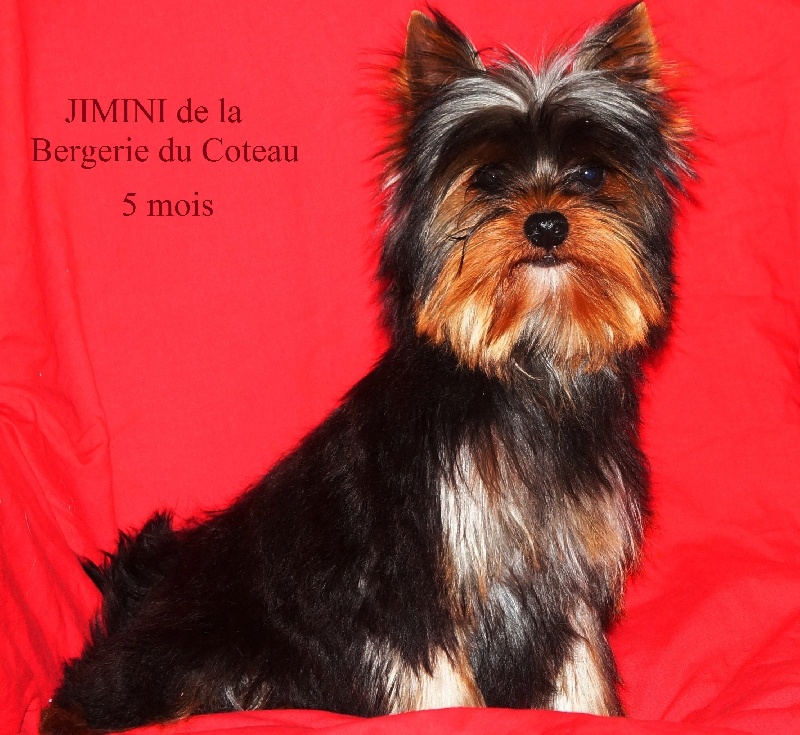 Jimini De la Bergerie du Coteau