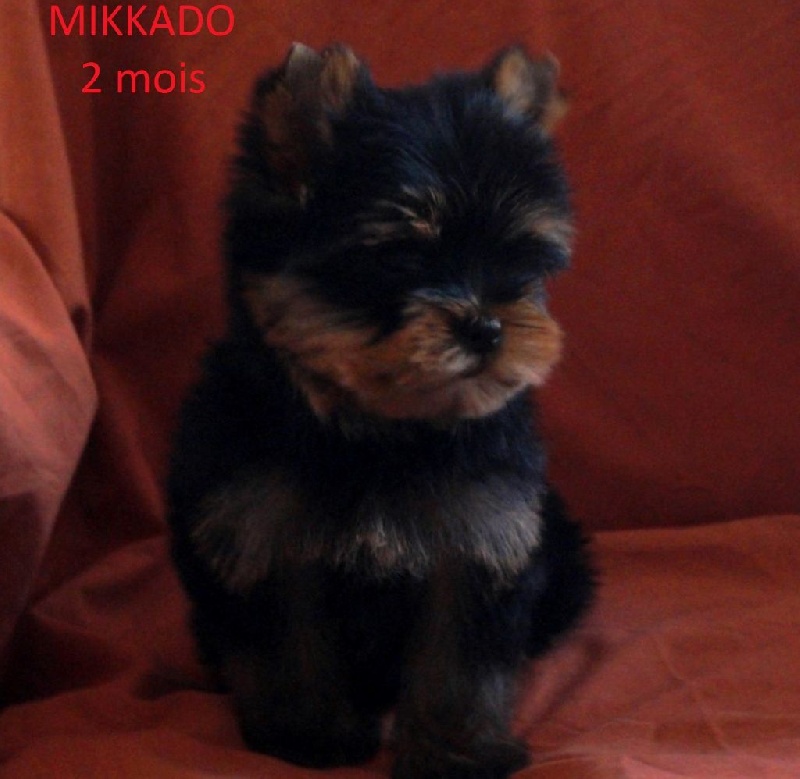 Mikkado De la Bergerie du Coteau