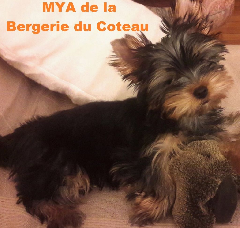 Mya De la Bergerie du Coteau