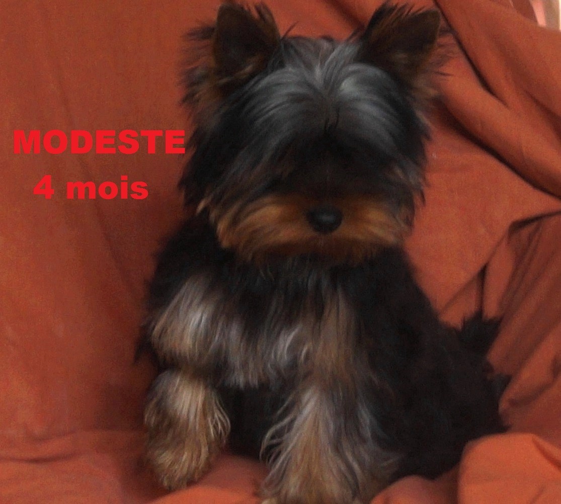 Modeste De la Bergerie du Coteau