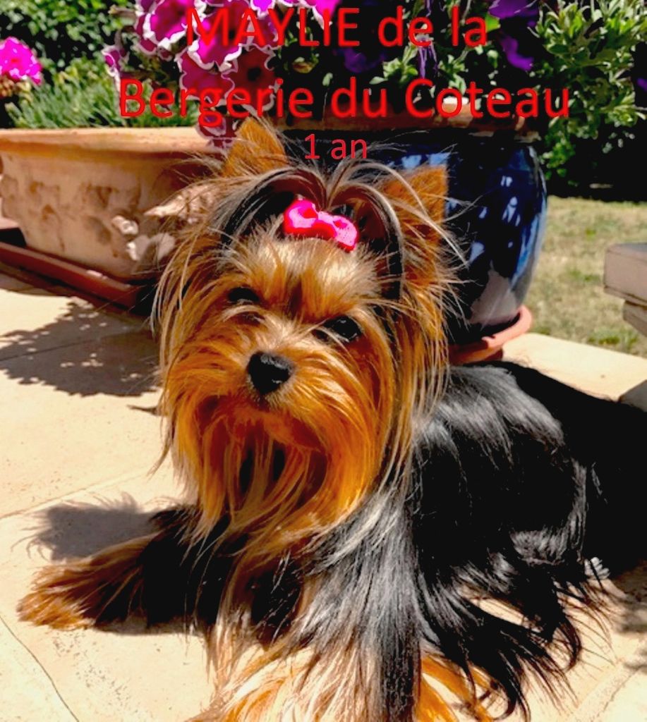 Maylie De la Bergerie du Coteau