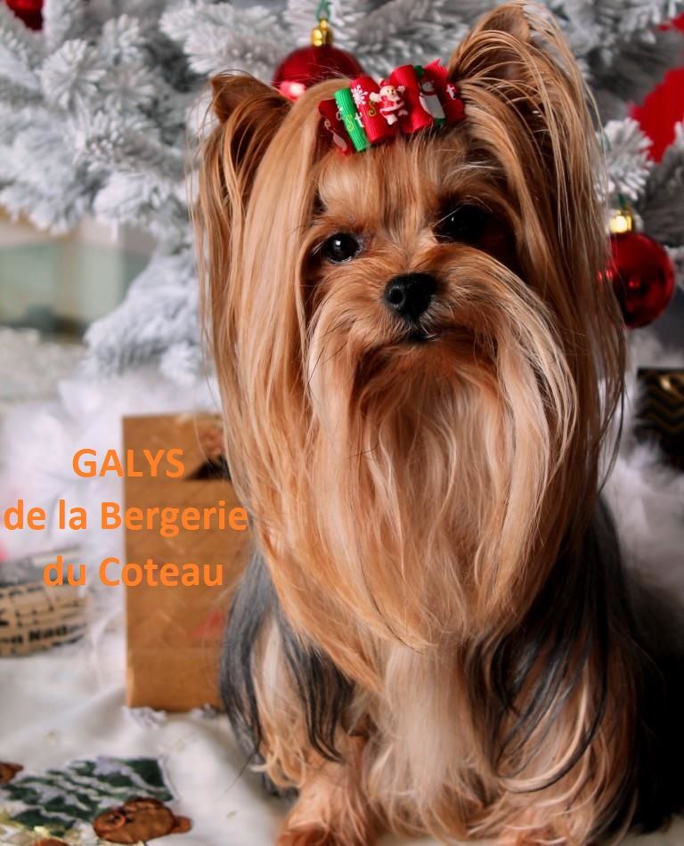Galys De la Bergerie du Coteau