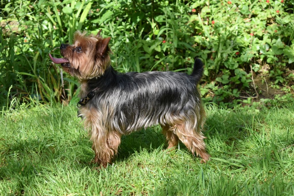 Iellow De la Bergerie du Coteau