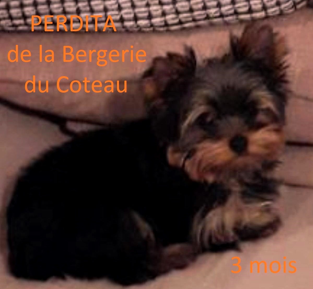 Perdita De la Bergerie du Coteau