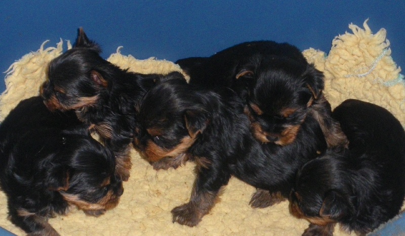 De la Bergerie du Coteau - Yorkshire Terrier - Portée née le 07/02/2011