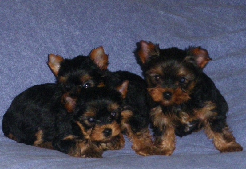 De la Bergerie du Coteau - Yorkshire Terrier - Portée née le 08/12/2010