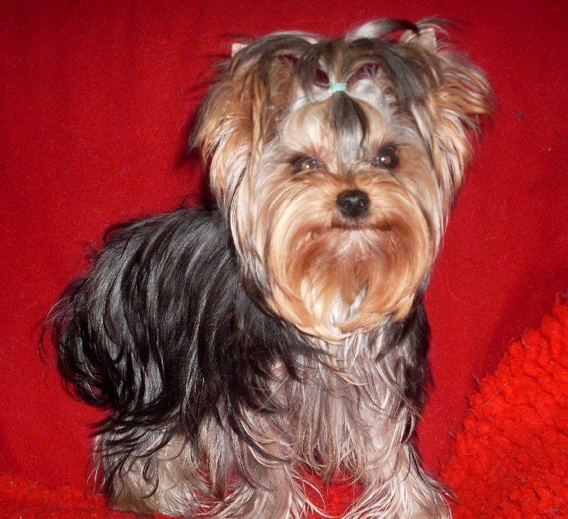 De la Bergerie du Coteau - Yorkshire Terrier - Portée née le 28/01/2012