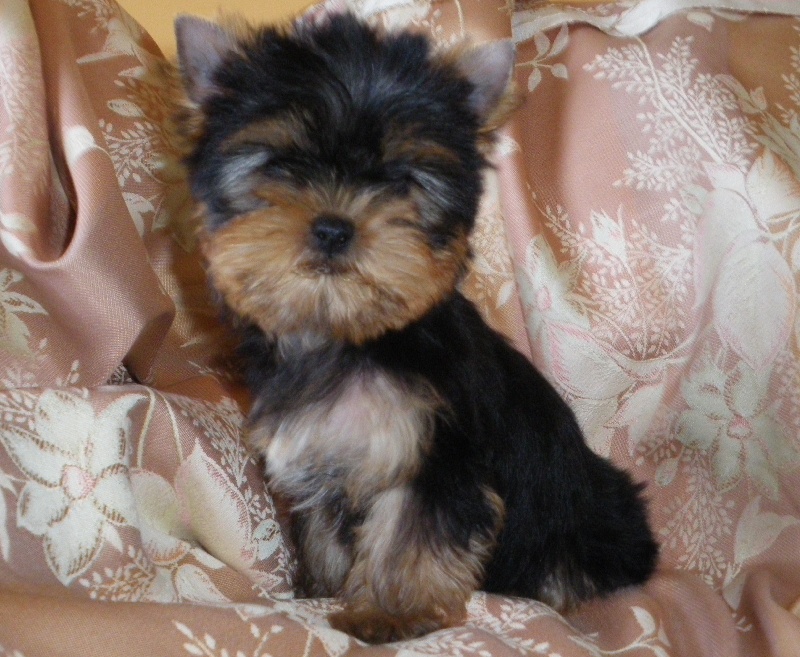 De la Bergerie du Coteau - Yorkshire Terrier - Portée née le 11/07/2009