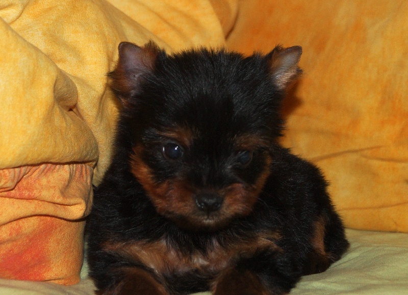 De la Bergerie du Coteau - Yorkshire Terrier - Portée née le 28/01/2015