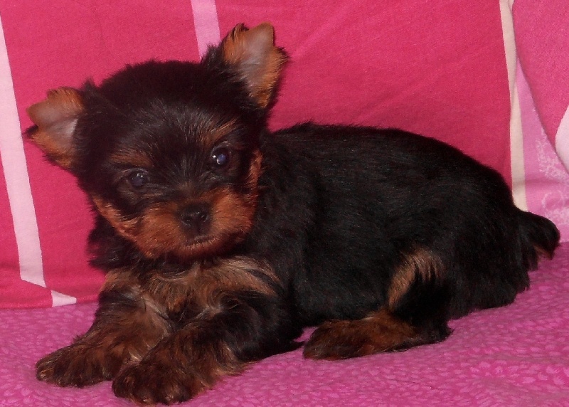 De la Bergerie du Coteau - Yorkshire Terrier - Portée née le 08/09/2013