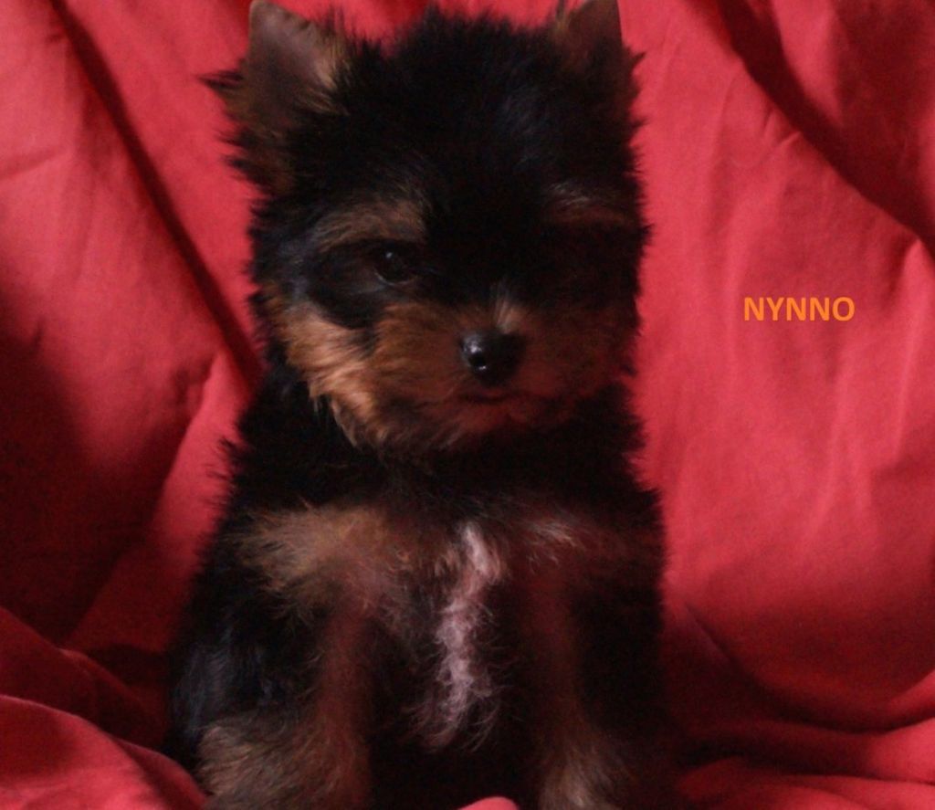De la Bergerie du Coteau - Yorkshire Terrier - Portée née le 16/06/2017