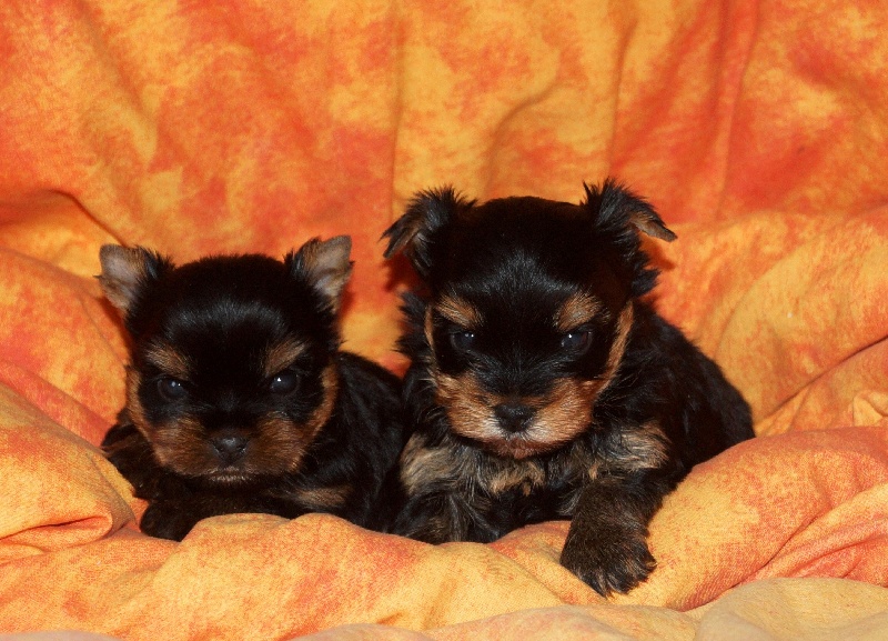 De la Bergerie du Coteau - Yorkshire Terrier - Portée née le 26/01/2015