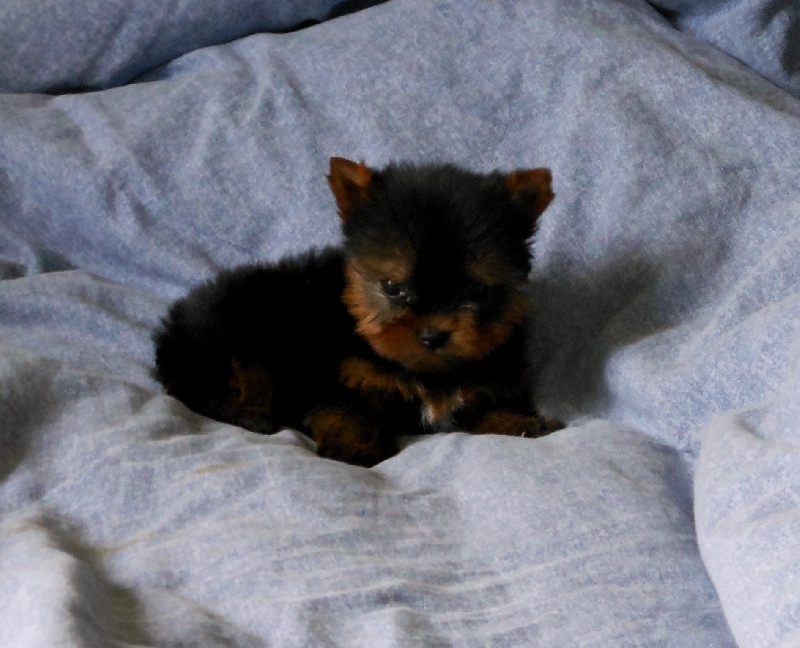 De la Bergerie du Coteau - Yorkshire Terrier - Portée née le 28/05/2012