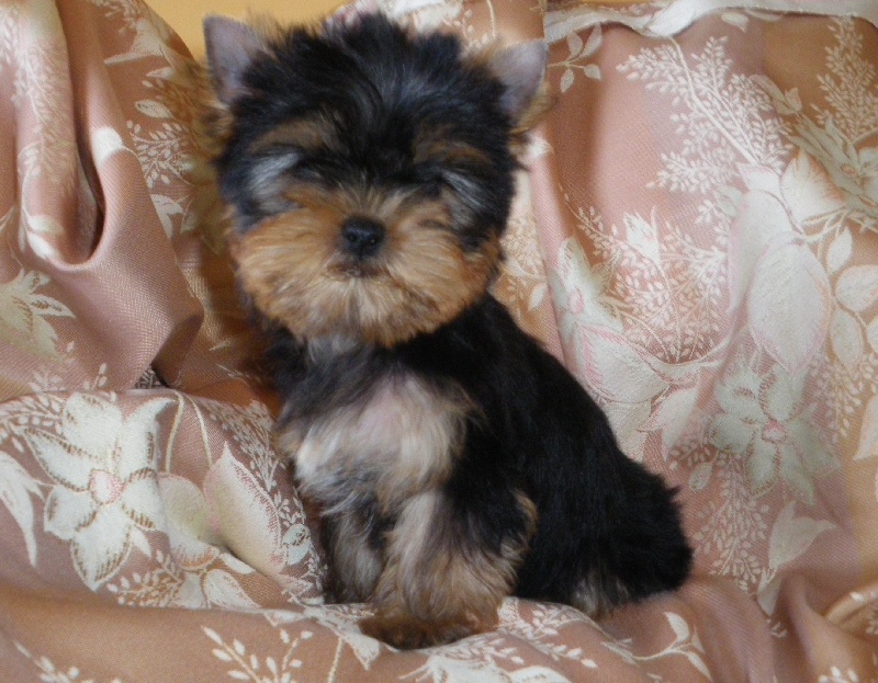 Chiot Yorkshire Terrier De la Bergerie du Coteau