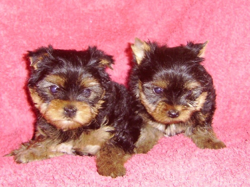 De la Bergerie du Coteau - Yorkshire Terrier - Portée née le 06/11/2008