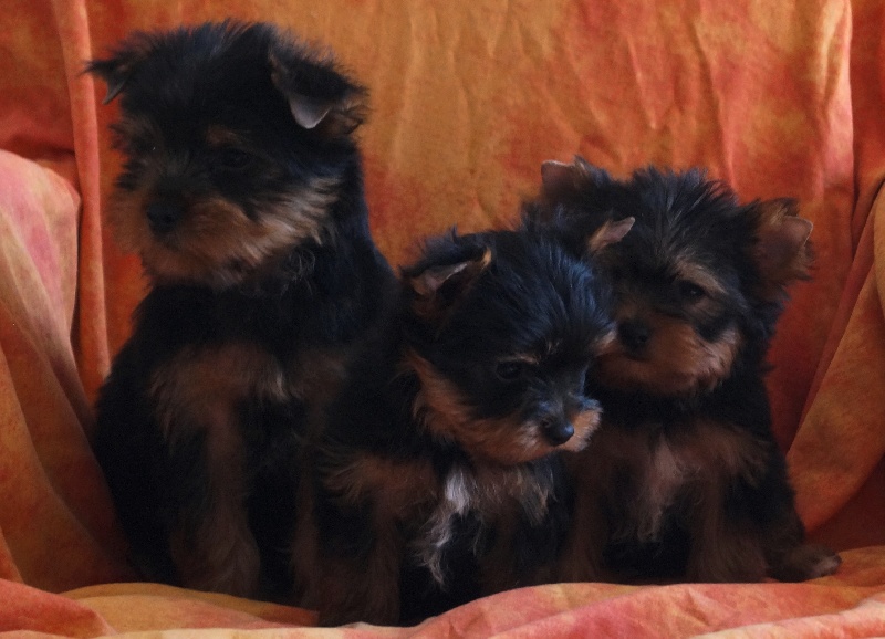 De la Bergerie du Coteau - Yorkshire Terrier - Portée née le 20/08/2014