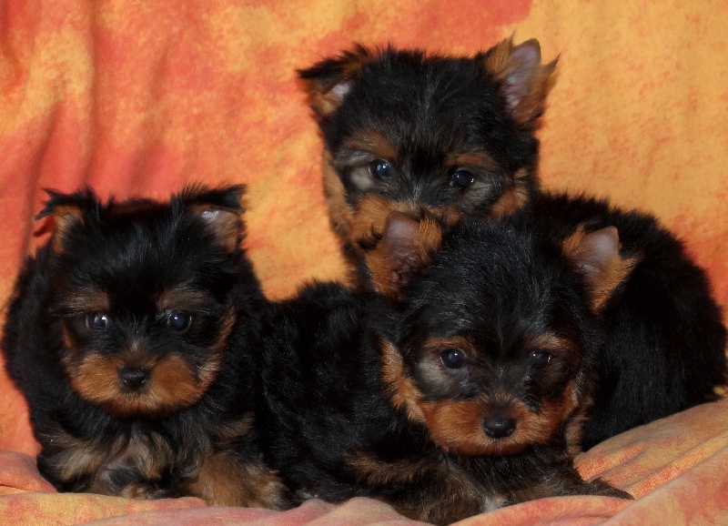 Chiot Yorkshire Terrier De la Bergerie du Coteau