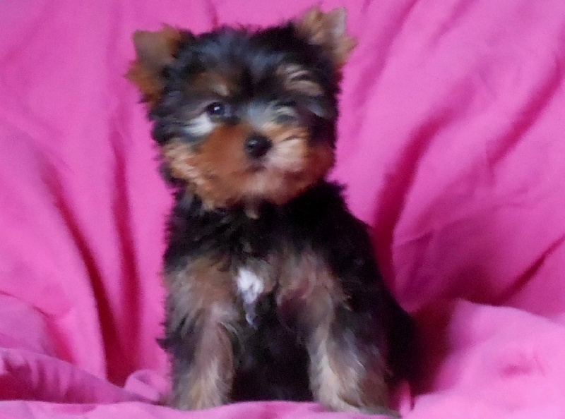 De la Bergerie du Coteau - Yorkshire Terrier - Portée née le 16/07/2012