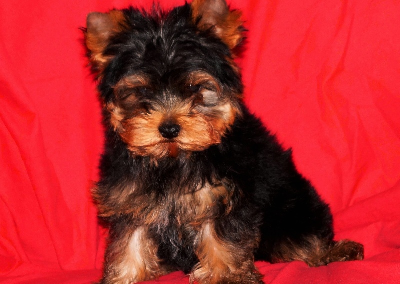 De la Bergerie du Coteau - Yorkshire Terrier - Portée née le 14/12/2013