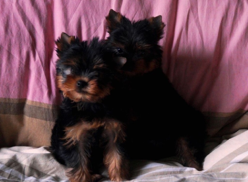 De la Bergerie du Coteau - Yorkshire Terrier - Portée née le 12/12/2015