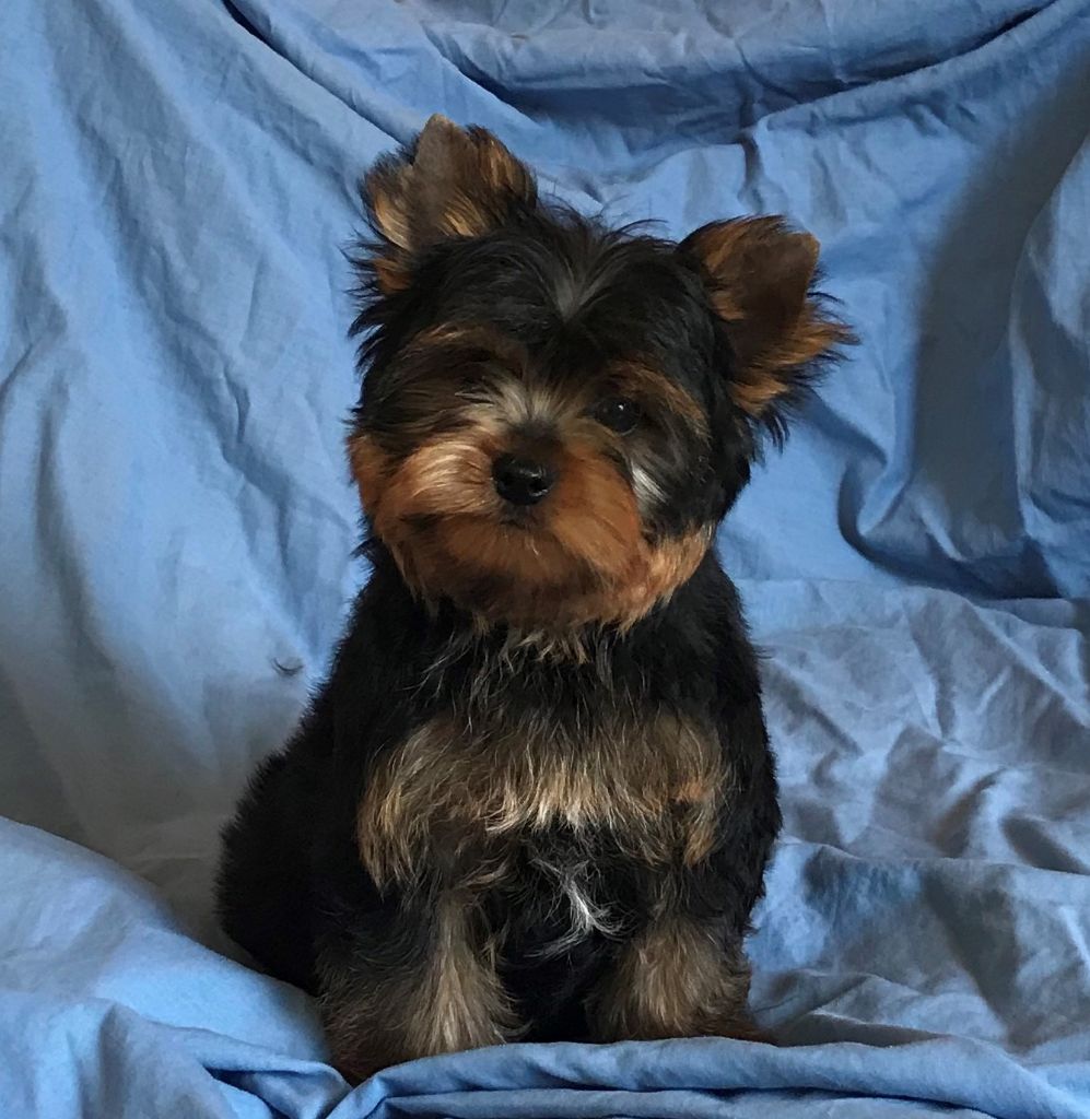 De la Bergerie du Coteau - Yorkshire Terrier - Portée née le 15/07/2021