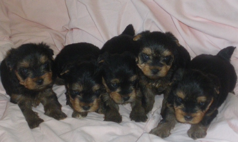 De la Bergerie du Coteau - Yorkshire Terrier - Portée née le 20/05/2010