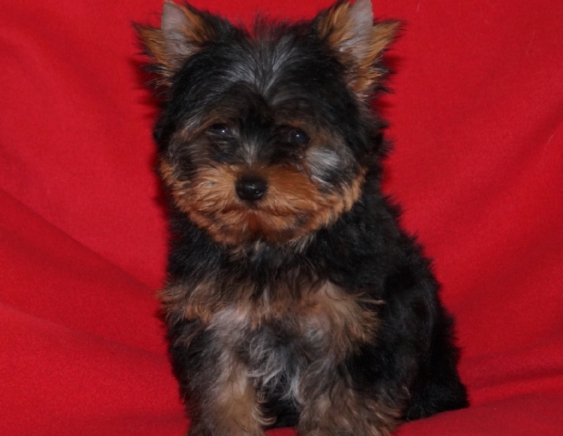 De la Bergerie du Coteau - Yorkshire Terrier - Portée née le 20/06/2014