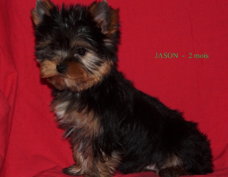De la Bergerie du Coteau - Yorkshire Terrier - Portée née le 08/03/2015