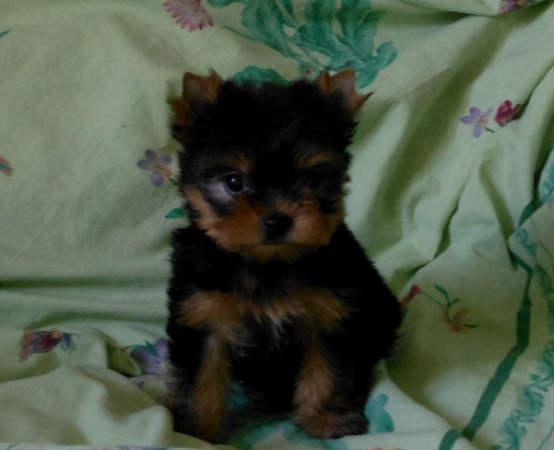 De la Bergerie du Coteau - Yorkshire Terrier - Portée née le 28/05/2012