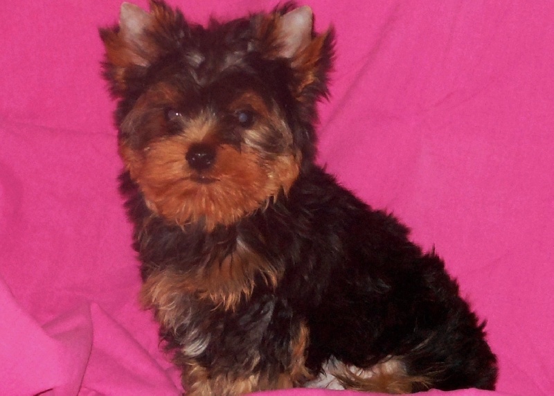 De la Bergerie du Coteau - Yorkshire Terrier - Portée née le 18/05/2013