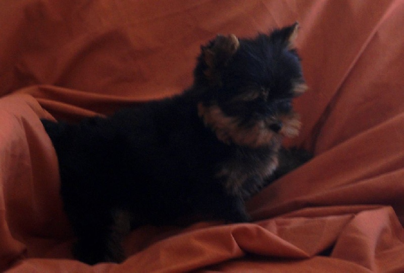 De la Bergerie du Coteau - Yorkshire Terrier - Portée née le 10/07/2016