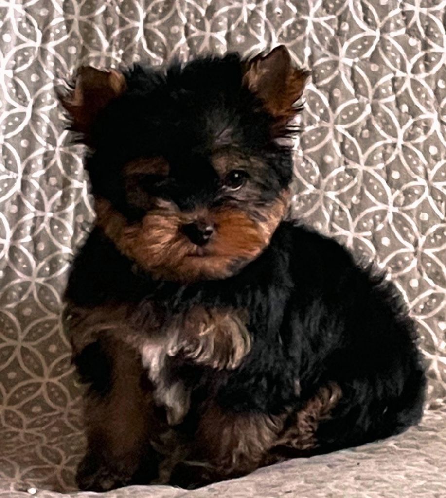 De la Bergerie du Coteau - Yorkshire Terrier - Portée née le 20/02/2023