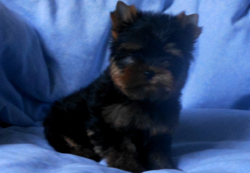 De la Bergerie du Coteau - Yorkshire Terrier - Portée née le 28/05/2014