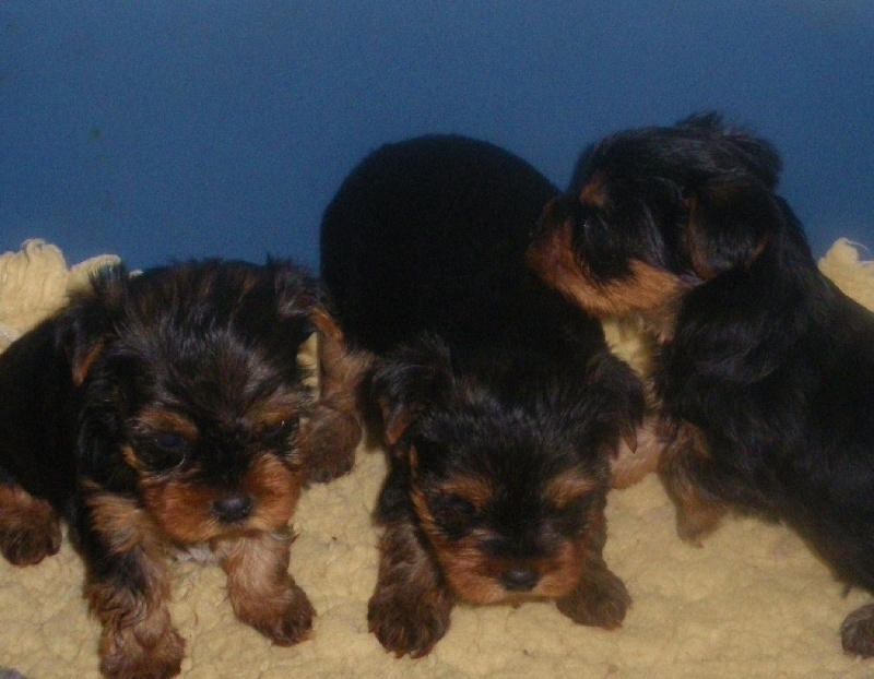 De la Bergerie du Coteau - Yorkshire Terrier - Portée née le 22/02/2010