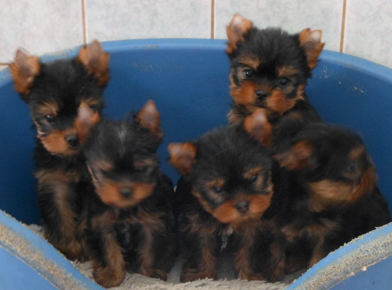 De la Bergerie du Coteau - Yorkshire Terrier - Portée née le 08/08/2012