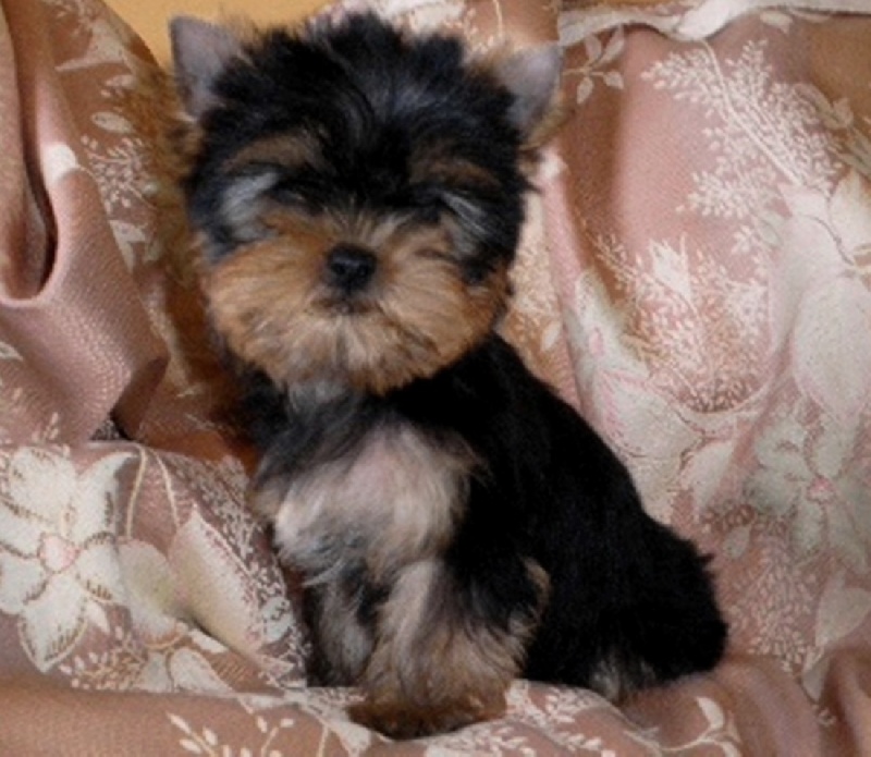 De la Bergerie du Coteau - Yorkshire Terrier - Portée née le 20/11/2011