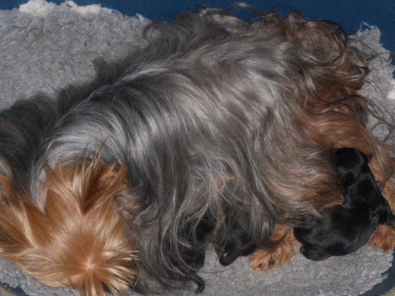 De la Bergerie du Coteau - Yorkshire Terrier - Portée née le 03/02/2012