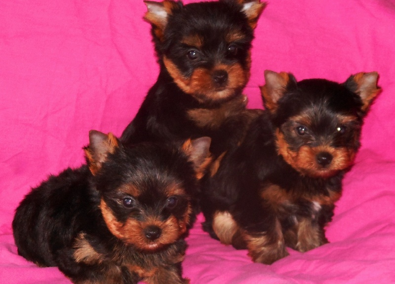 De la Bergerie du Coteau - Yorkshire Terrier - Portée née le 30/07/2013